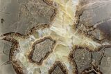 Polished Septarian Nodule Half - Utah #378431-1
